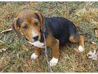 Adopt Montana a Tricolor (Tan/Brown & Black & White) Beagle / Blue Heeler /