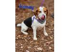 Adopt Honey a Beagle / Mixed dog in Cambridge, MD (37584076)