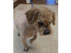 Adopt Gabby a Poodle (Standard) / Mixed dog in Mocksville, NC (37583989)