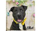 Adopt ELLIOT a Black - with White Mixed Breed (Medium) / Mixed dog in Flint