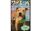 Adopt CASHEW a Tan/Yellow/Fawn Mixed Breed (Medium) / Mixed dog in Flint