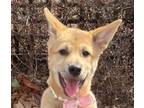 Adopt Bonnie a Jindo / Mixed dog in San Ramon, CA (37583273)