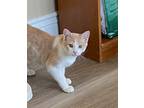 Adopt Hamilton a Orange or Red Tabby Domestic Shorthair (short coat) cat in
