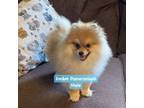 Pomeranian Puppy for sale in Unknown, , USA