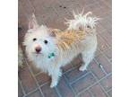 Adopt Tobey a Tan/Yellow/Fawn Cairn Terrier / Wirehaired Fox Terrier / Mixed dog