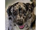 Adopt Herron a Catahoula Leopard Dog, Black Labrador Retriever