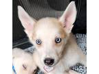 Adopt Happy a Tan/Yellow/Fawn - with White Husky / Mixed dog in Jefferson