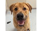 Adopt Chewy a St. Bernard dog in Yankton, SD (37580416)