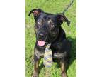 Adopt Bradley a Mixed Breed