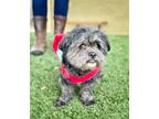 Adopt *Yoobi Supplies -- ARTHRITIS a Black Shih Tzu / Mixed dog in Pittsburg
