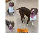 Adopt RICHIE a Pit Bull Terrier