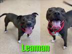 Adopt LEAMAN a Pit Bull Terrier, Mixed Breed