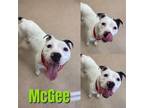 Adopt MCGEE a Pit Bull Terrier