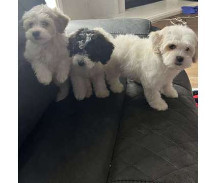 poodle mix puppies is a Female, Male Poodle Puppy For Sale in San Diego CA