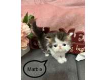 Adorable Persian Kittens For Sale, CFA-Reg