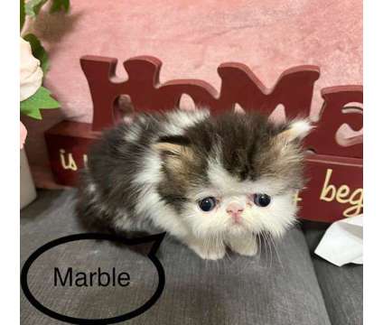 Adorable Persian Kittens For Sale, CFA-Reg is a Male Persian Kitten For Sale in Phoenix AZ