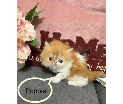 Adorable Persian Kittens For Sale, CFA-Reg is a Male Persian Kitten For Sale in Phoenix AZ
