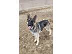 Adopt Gunnar a Black German Shepherd Dog / Mixed dog in Silver Springs