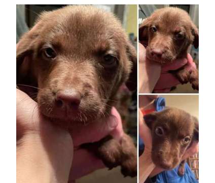 Chocolate lab puppies and mixed lab puppies is a Female, Male Labrador Retriever Puppy For Sale in Macomb MI