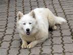 Adopt MICKEY a White Siberian Husky / Mixed dog in South Lake Tahoe