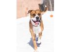 Adopt Titan-Kitchener a Brown/Chocolate Mixed Breed (Large) / Mixed dog in