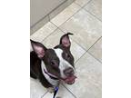 Adopt Maci a Brown/Chocolate - with White American Pit Bull Terrier / Mixed dog