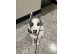 Adopt Barley a White - with Gray or Silver Border Collie / Australian Cattle Dog