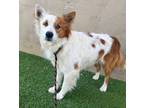 Adopt Curtis a White Border Collie / Mixed dog in Phoenix, AZ (37578500)