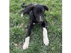 Adopt Joey a German Shepherd Dog, Labrador Retriever