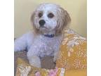 Adopt Lucky - 2 Year Old Male a Bichon Frise
