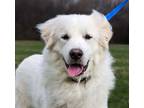 Adopt Niall a Great Pyrenees