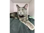 Moose, Domestic Shorthair For Adoption In Traverse City, Michigan