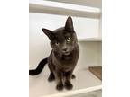 Sterling, Domestic Shorthair For Adoption In Traverse City, Michigan