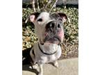 Thora Jean, American Pit Bull Terrier For Adoption In Traverse City, Michigan
