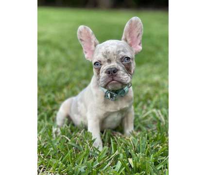 Merle Baby boy available is a Male French Bulldog Puppy For Sale in Davie FL
