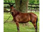 Adopt Mario ATFO 2023 CANDIDATE! a Standardbred