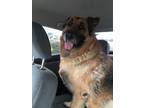 Adopt Max - Rehoming Post a German Shepherd Dog