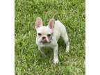 Purebred Cream AKC Frenchie baby girl available