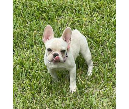 Purebred Cream AKC Frenchie baby girl available is a Female French Bulldog Puppy For Sale in Davie FL