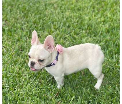 Purebred Cream AKC Frenchie baby girl available is a Female French Bulldog Puppy For Sale in Davie FL