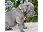 Cane Corso Puppy for sale in Seabrook, TX, USA