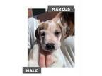 Adopt marcus a Pit Bull Terrier