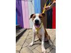 Adopt CHARLEY a Pit Bull Terrier