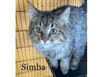 Adopt SIMBA a Domestic Medium Hair