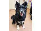 Adopt Chewy a Border Collie