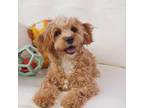 Cavapoo Puppy for sale in Moravia, IA, USA