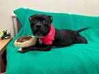 Adopt FATIMA a Pit Bull Terrier, Mixed Breed
