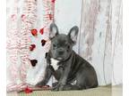 French Bulldog PUPPY FOR SALE ADN-571068 - AKC French Bulldog For Sale Danville