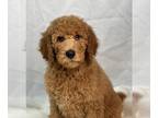 Poodle (Standard) PUPPY FOR SALE ADN-571283 - Adorable Standard Poodle
