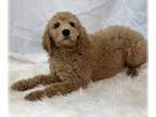 Poodle (Standard) PUPPY FOR SALE ADN-571295 - Adorable Standard Poodle